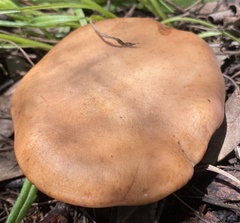 Rhodocybe piperita