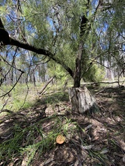 Rhodocybe piperita