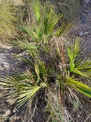 Chamaerops humilis