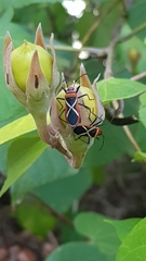 Dysdercus decussatus