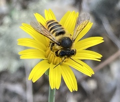 Megachile melanopyga