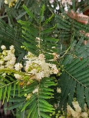 Acacia parvipinnula