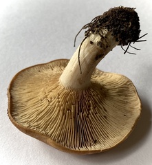 Rhodocybe piperita