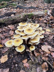 Armillaria