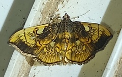 Pantographa acoetesalis