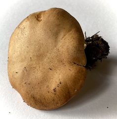 Rhodocybe piperita