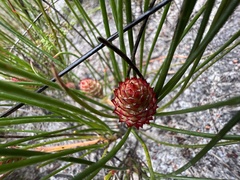 Isopogon