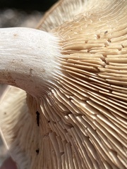 Rhodocybe piperita