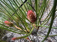 Isopogon