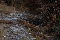 Cyanistes cyanus