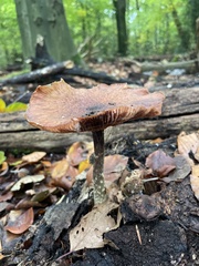 Armillaria ostoyae
