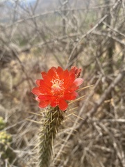 Corryocactus erectus