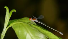 Pseudagrion