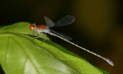 Pseudagrion