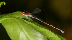 Pseudagrion
