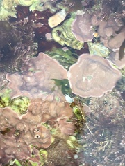 Lithothamnion