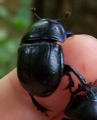 Anoplotrupes