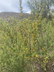 Berberis