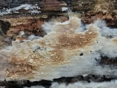 Serpula himantioides