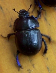 Anoplotrupes