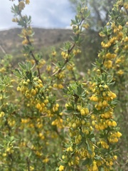 Berberis