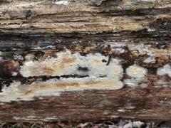 Serpula himantioides