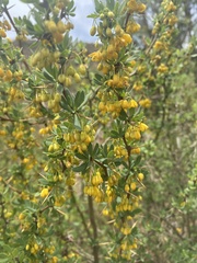 Berberis