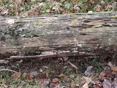 Serpula himantioides