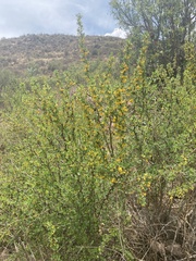 Berberis