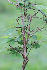 Lonicera caerulea