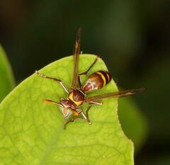 Polistes badius