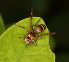 Polistes badius