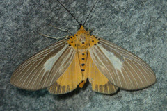 Asota subsimilis