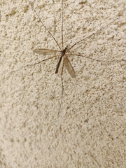 Tipula