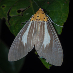 Asota subsimilis