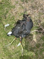 Gallinula galeata