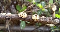 Ceroplastes sinensis