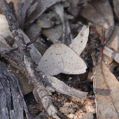 Tapinogyna perichroa