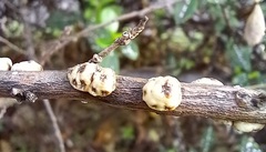 Ceroplastes sinensis