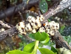 Ceroplastes sinensis