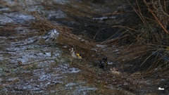 Cyanistes cyanus