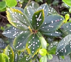 Ceroplastes sinensis