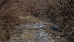 Cyanistes cyanus