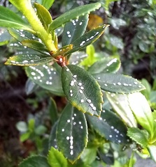 Ceroplastes sinensis