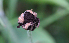 Microbotryum scorzonerae