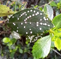 Ceroplastes sinensis