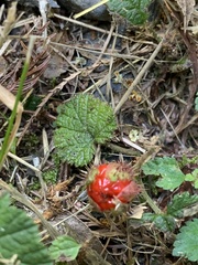 Rubus pectinellus