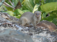 Urva auropunctata