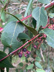 Gaultheria leucocarpa