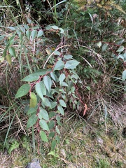 Gaultheria leucocarpa